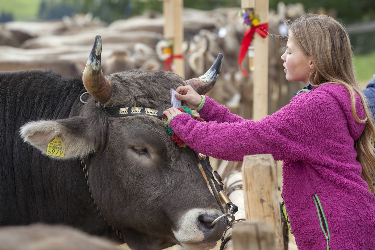 Viehschau Schwellbrunn Stier und Mädchen