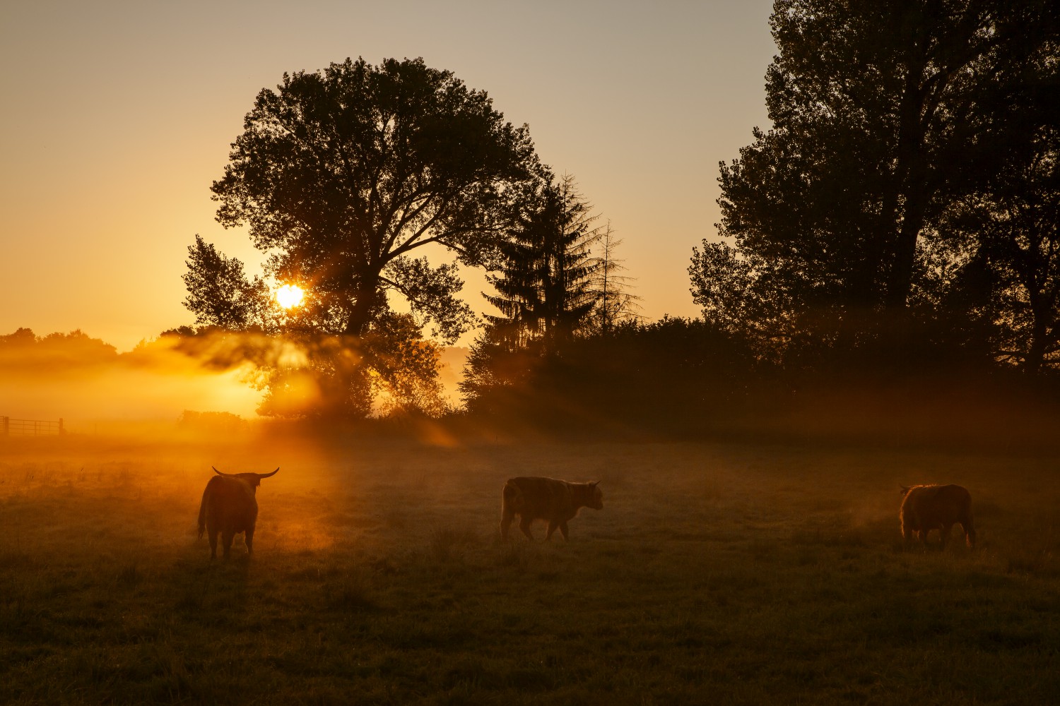 Neeracher Ried Sonnenaufgang Rinder