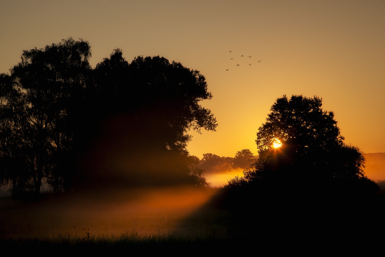 Neeracher Ried Sonnenaufgang