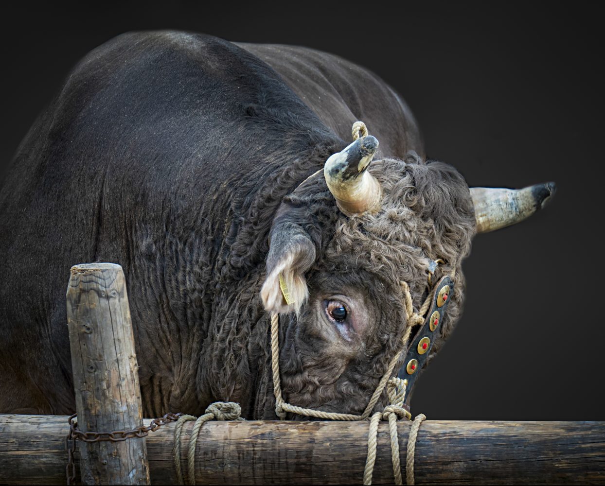 Stierenmarkt Zug, Stier
