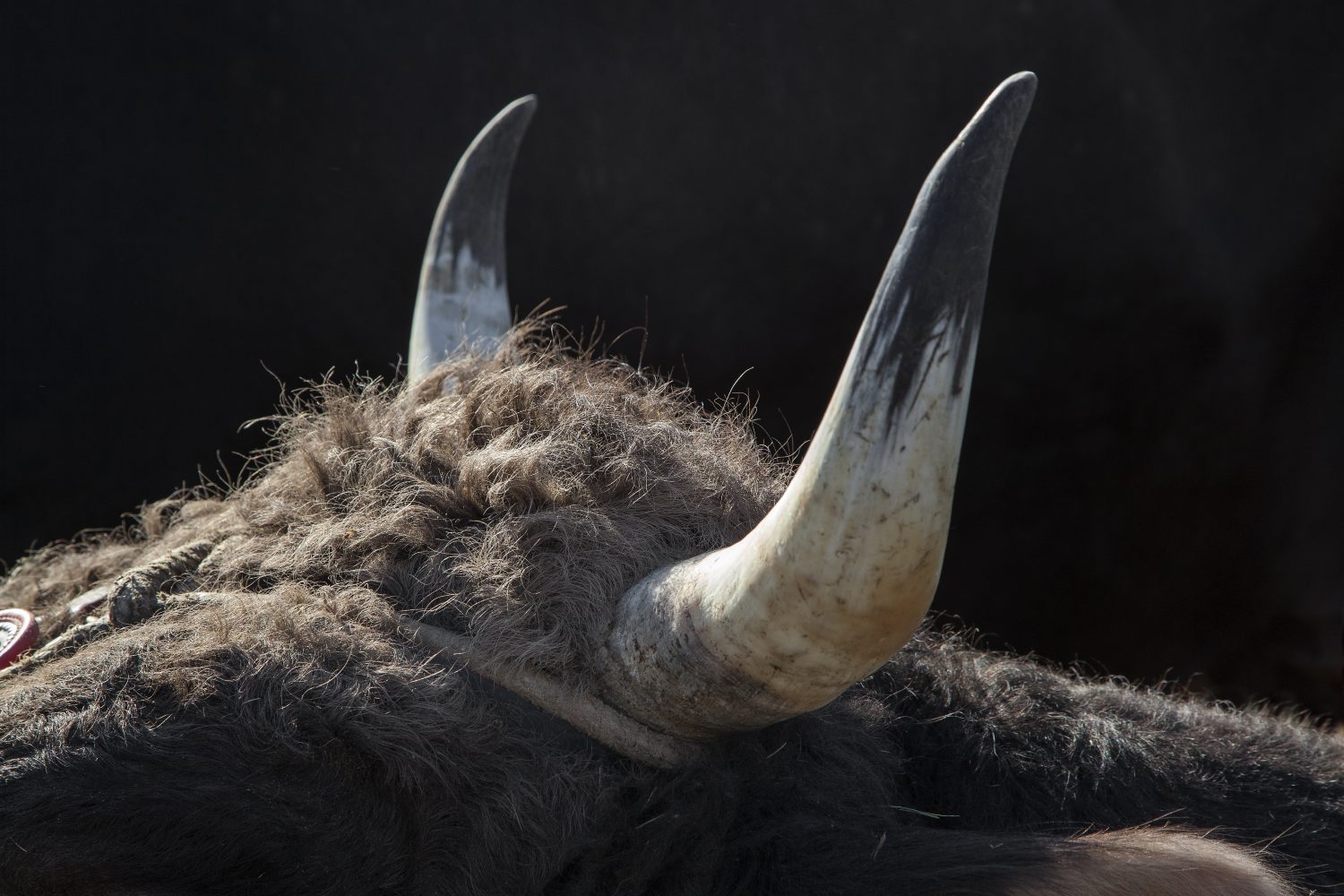 Stierenmarkt Zug, Stier, Hörner