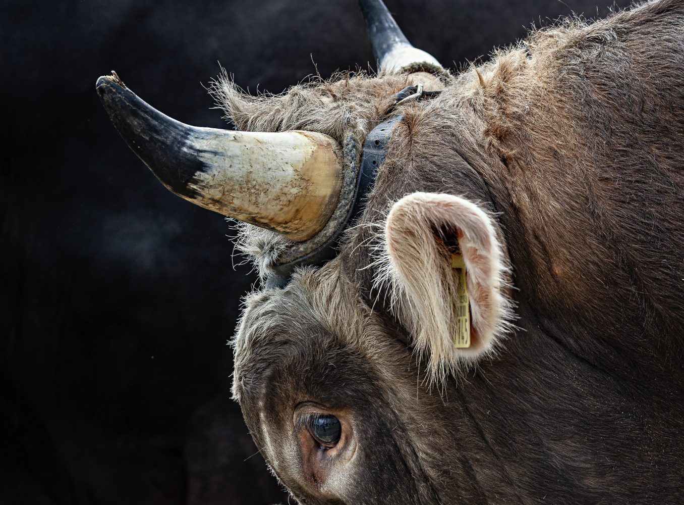 Stierenmarkt Zug, Stier, Detail: Auge und Horn