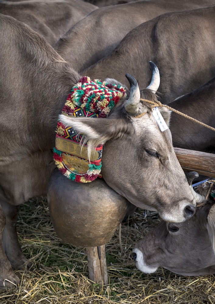 Viehschau Kühe Schellen