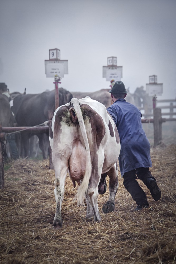 Viehschau Kühe