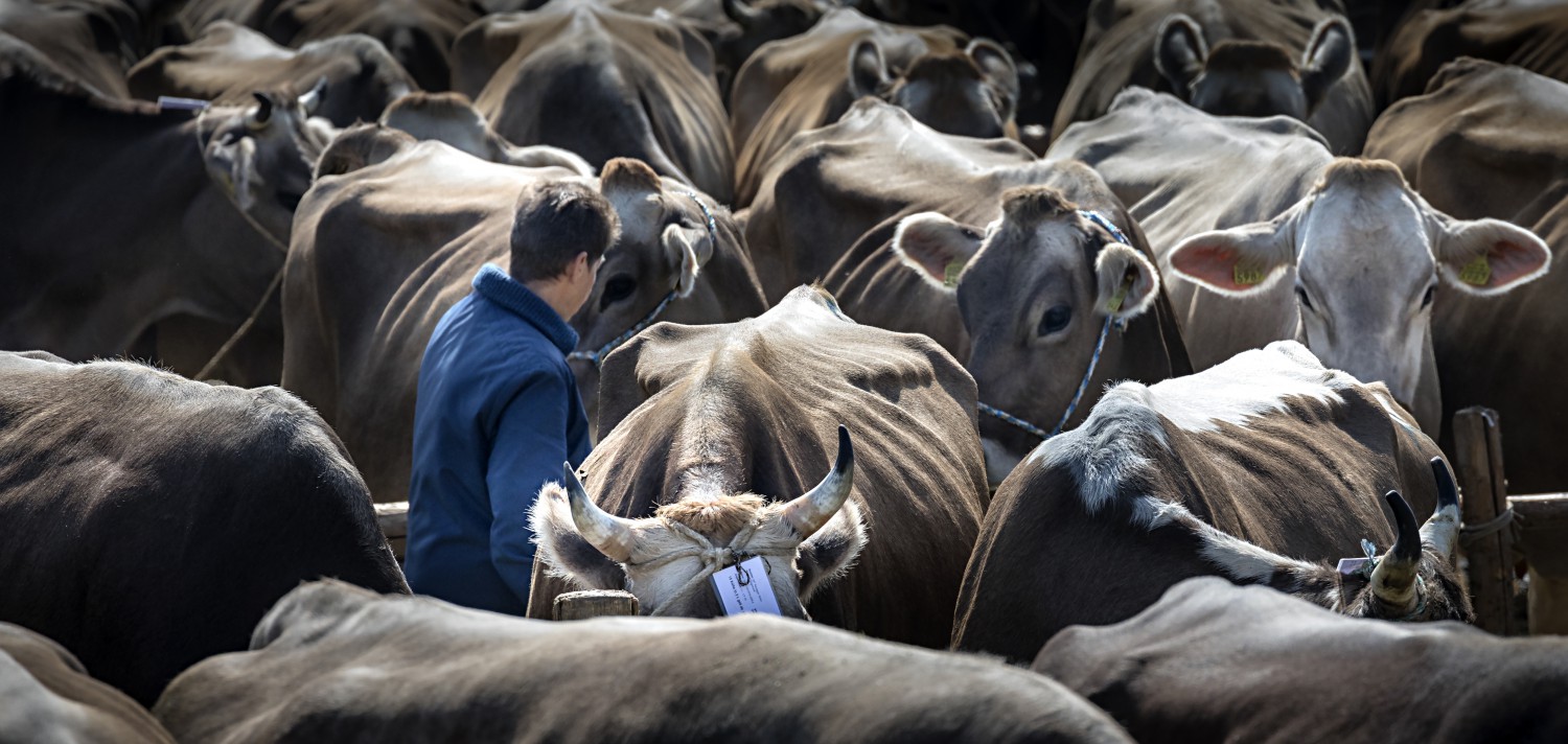Viehschau Schwellbrunn Kühe