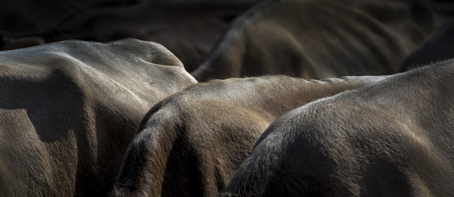 Viehschau Schwellbrunn Kühe