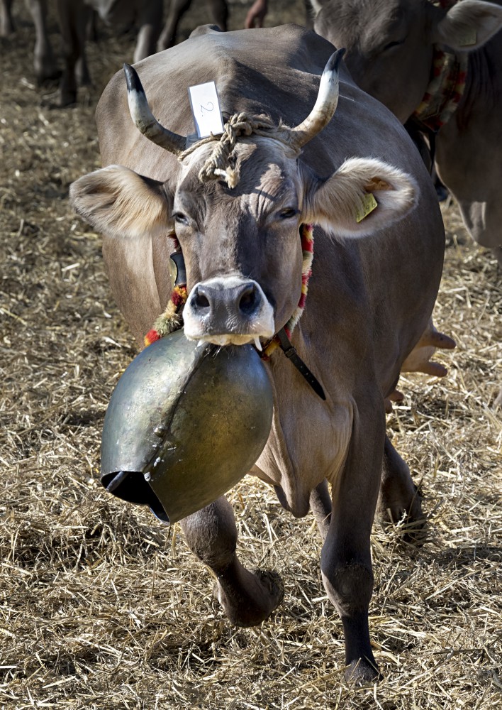 Viehschau Kühe Schellen