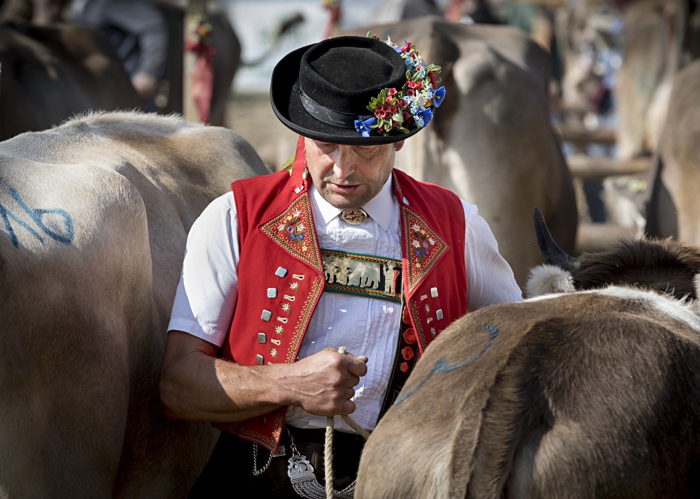 Viehschau Kühe Senn
