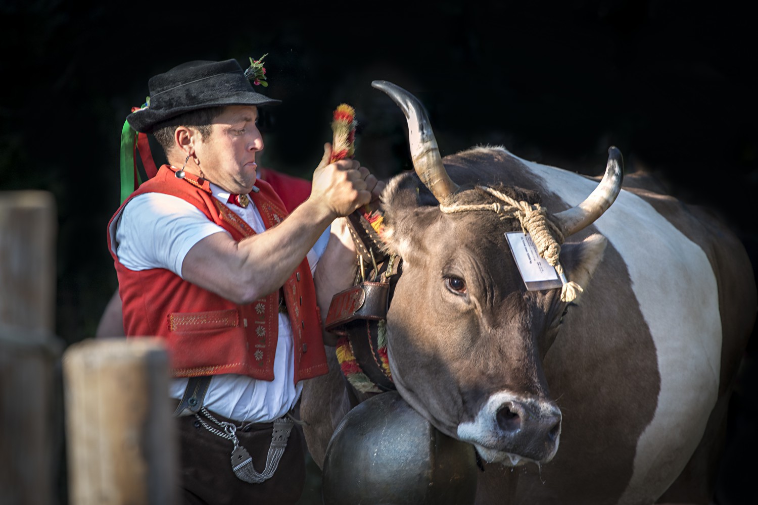 Viehschau Kühe Senn