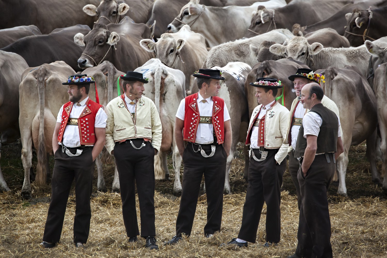 Viehschau Kühe Sennen