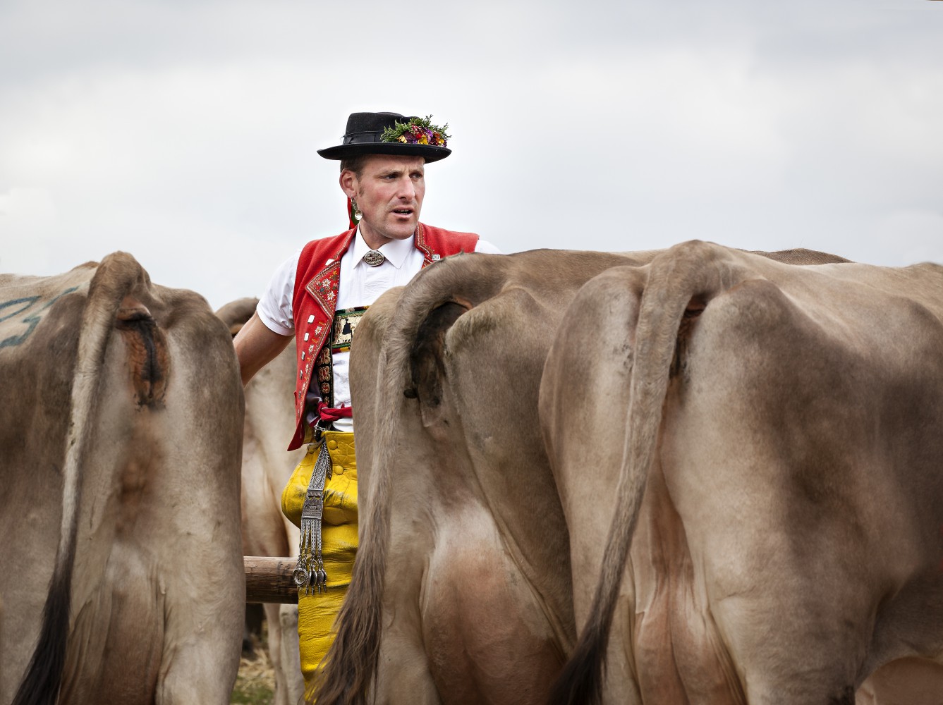 Viehschau Kühe Senn